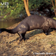 Illustration for article titled Monday Mustelid - Pteronura brasiliensis Edition